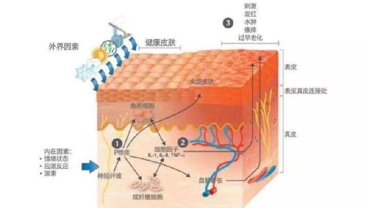西藏“屏障修复”修复的是什么？不同肤质该如何搭配？