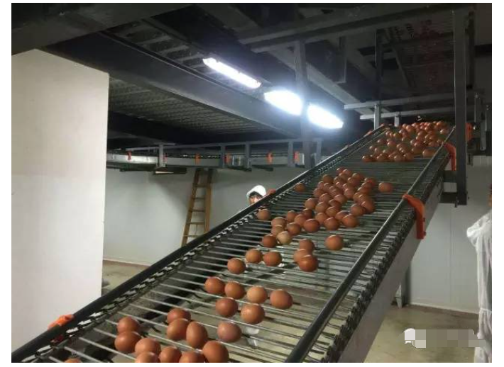 西藏褐壳蛋鸡蛋壳色泽性状探析